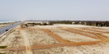 Abattage de Filaos à Dakar : les racines du mal