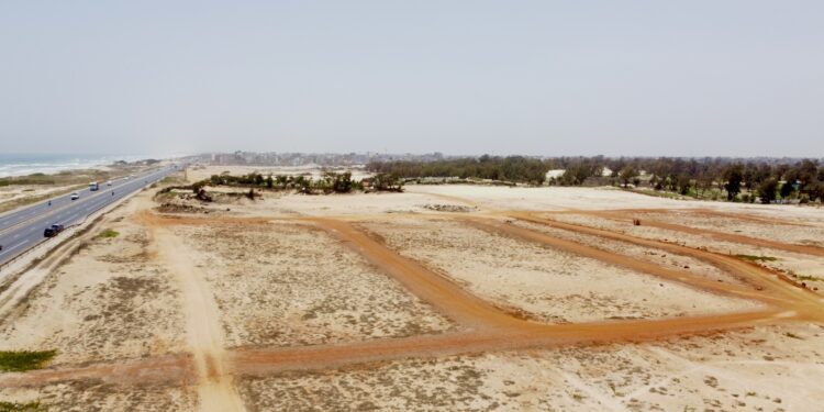 Abattage de Filaos à Dakar : les racines du mal 1 Abattage de Filaos à Dakar : les racines du mal