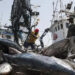 Publication de la liste des navires de pêche : Le oui-mais du Gaipes 6 Publication de la liste des navires de pêche : Le oui-mais du Gaipes