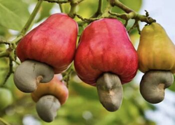 Exportateur d’anacarde : Un Cri d’alerte face à des décisions injustes (Albert Lass Sonko) 3 Exportateur d’anacarde : Un Cri d’alerte face à des décisions injustes (Albert Lass Sonko)