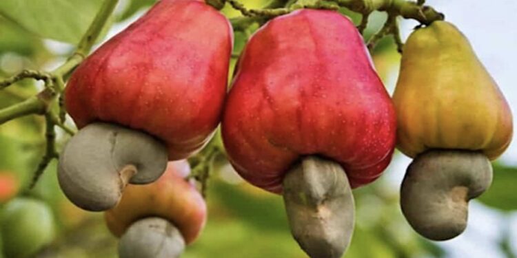 Exportateur d’anacarde : Un Cri d’alerte face à des décisions injustes (Albert Lass Sonko)  1 Exportateur d’anacarde : Un Cri d’alerte face à des décisions injustes (Albert Lass Sonko)