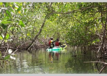 Découverte macabre à Cap Skirring : Un ressortissant français retrouvé mort dans les mangroves