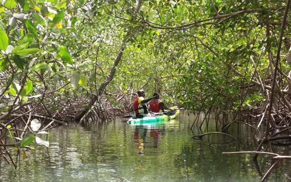 Découverte macabre à Cap Skirring : Un ressortissant français retrouvé mort dans les mangroves 1 Découverte macabre à Cap Skirring : Un ressortissant français retrouvé mort dans les mangroves