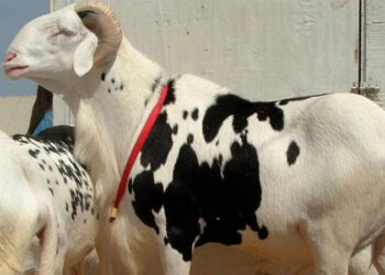 Le Billet du Baadoolo : Khar rek walla kharou