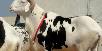 Le Billet du Baadoolo : Khar rek walla kharou