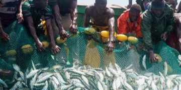 Diomaye Faye ordonne d’autres audits