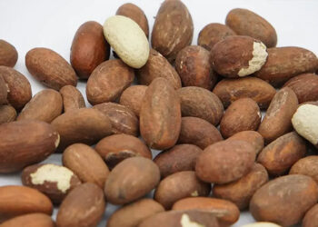 [Dossier] Le «petit cola», un fruit au goût amer très prisé : Aphrodisiaque… paradisiaque !