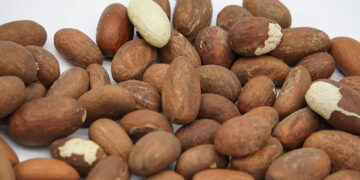 [Dossier] Le «petit cola», un fruit au goût amer très prisé : Aphrodisiaque… paradisiaque !