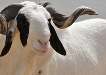 Religion : Le Sénégal célèbre la Tabaski le…