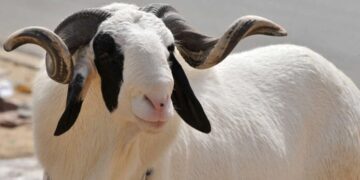 Religion : Le Sénégal célèbre la Tabaski le…