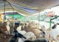 Marché du mouton de tabaski : Attention aux faux billets de banque