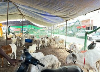 Marché du mouton de tabaski : Attention aux faux billets de banque