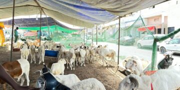 Marché du mouton de tabaski : Attention aux faux billets de banque