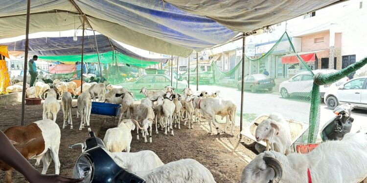 Marché du mouton de tabaski : Attention aux faux billets de banque 1 Marché du mouton de tabaski : Attention aux faux billets de banque