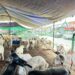 Marché du mouton de tabaski : Attention aux faux billets de banque 7 Marché du mouton de tabaski : Attention aux faux billets de banque