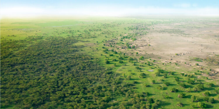 Projet de réhabilitation de 100 millions ha de terres : La Grande muraille verte loin d’atteindre son objectif de 2030 1 Projet de réhabilitation de 100 millions ha de terres : La Grande muraille verte loin d’atteindre son objectif de 2030