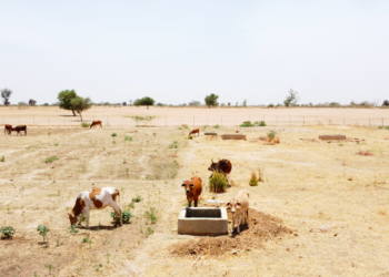 [Dossier] Journée mondiale de l’environnement : 40 % des terres dégradées, le monde en quête de solutions durables