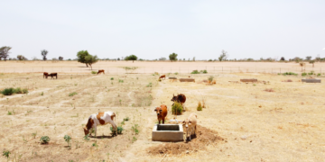 [Dossier] Journée mondiale de l’environnement : 40 % des terres dégradées, le monde en quête de solutions durables