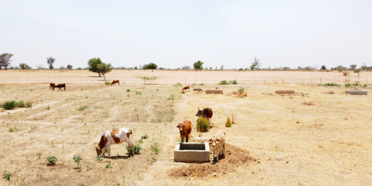 [Dossier] Journée mondiale de l’environnement : 40 % des terres dégradées, le monde en quête de solutions durables
