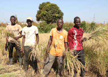 Programme de résilience des systèmes alimentaires en Afrique de l’Ouest : Ce que prévoit la Banque mondiale  pour le Sénégal et…