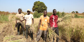 Programme de résilience des systèmes alimentaires en Afrique de l’Ouest : Ce que prévoit la Banque mondiale  pour le Sénégal et…