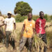 Programme de résilience des systèmes alimentaires en Afrique de l’Ouest : Ce que prévoit la Banque mondiale  pour le Sénégal et… 6 Programme de résilience des systèmes alimentaires en Afrique de l’Ouest : Ce que prévoit la Banque mondiale  pour le Sénégal et…