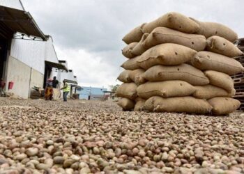 Campagne de commercialisation de l’anacarde : Les sources de la tension qui règne au port de Ziguinchor