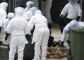 L’Oms confirme le premier décès humain dû au virus H5N2 de la grippe aviaire au Mexique