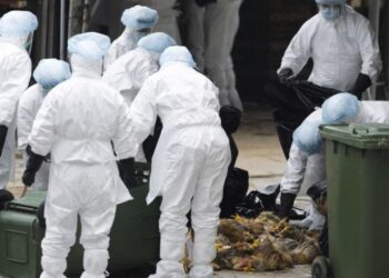 L’Oms confirme le premier décès humain dû au virus H5N2 de la grippe aviaire au Mexique