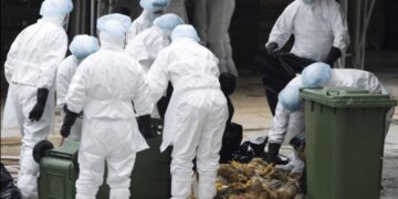 L’Oms confirme le premier décès humain dû au virus H5N2 de la grippe aviaire au Mexique