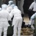 L’Oms confirme le premier décès humain dû au virus H5N2 de la grippe aviaire au Mexique 6 L’Oms confirme le premier décès humain dû au virus H5N2 de la grippe aviaire au Mexique