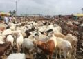 Cherté du prix du mouton : L’impatience des vendeurs de Keur Massar  