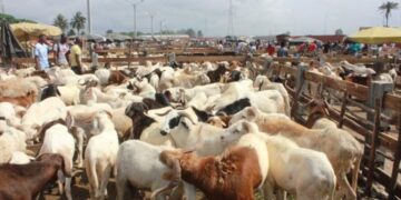 Cherté du prix du mouton : L’impatience des vendeurs de Keur Massar  