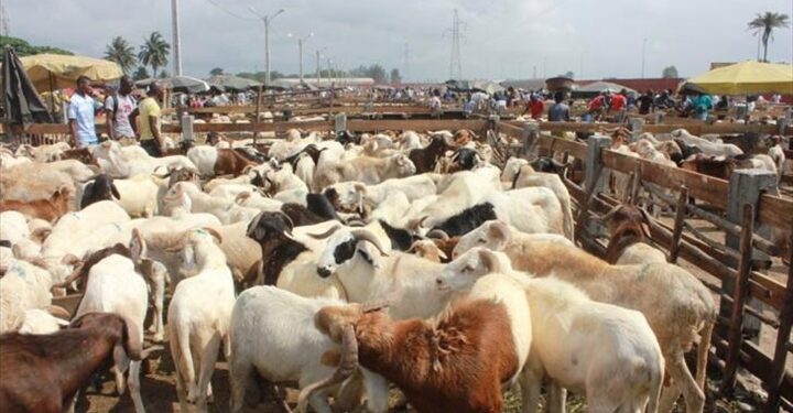 Cherté du prix du mouton : L’impatience des vendeurs de Keur Massar  