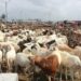 Cherté du prix du mouton : L’impatience des vendeurs de Keur Massar   7 Cherté du prix du mouton : L’impatience des vendeurs de Keur Massar