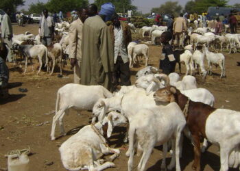 Le Billet du Baadoolo : Kharou tioggal mooy kharou yar