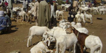 Le Billet du Baadoolo : Kharou tioggal mooy kharou yar