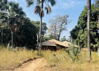 Affaire de la forêt de Niamone : Les présumés auteurs de morcellement foncier arrêtés