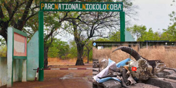 [GRAND REPORTAGE] Parc national de Niokolo Koba : Sortir du péril écologique