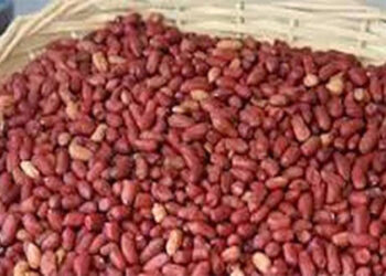 [DOSSIER] Distribution, commercialisation et qualité des semences : Le grand deal sur le dos des agriculteurs