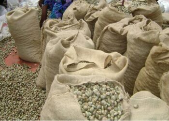 Exportations de noix d’acajou vers l’Inde et le Vietnam : Le tonnage  enregistré  au port de  Dakar en 2023