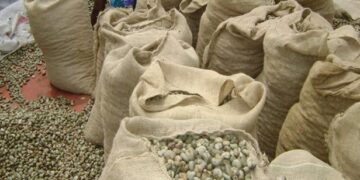 Exportations de noix d’acajou vers l’Inde et le Vietnam : Le tonnage  enregistré  au port de  Dakar en 2023