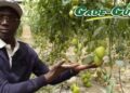 Mabouba Diagne : « Ce que les paysans m&rsquo;ont dit »