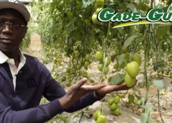 Mabouba Diagne : « Ce que les paysans m’ont dit »