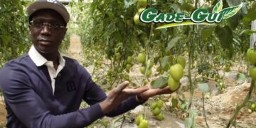 Mabouba Diagne : « Ce que les paysans m&rsquo;ont dit »