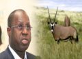 Ce que Daouda Ngom pense de l’affaire des oryx de Abdou Karim Sall