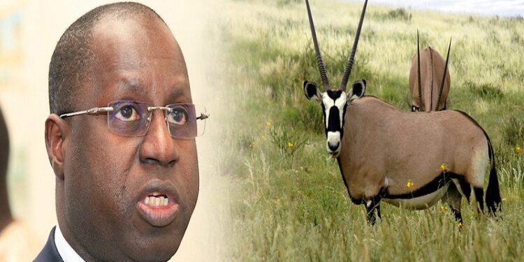 Ce que Daouda Ngom pense de l’affaire des oryx de Abdou Karim Sall
