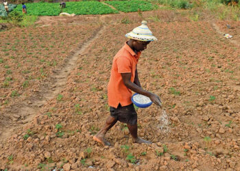 [DOSSIER] Distribution, commercialisation et mauvaise qualité des semences : Les grains du mal
