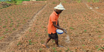 [DOSSIER] Distribution, commercialisation et mauvaise qualité des semences : Les grains du mal