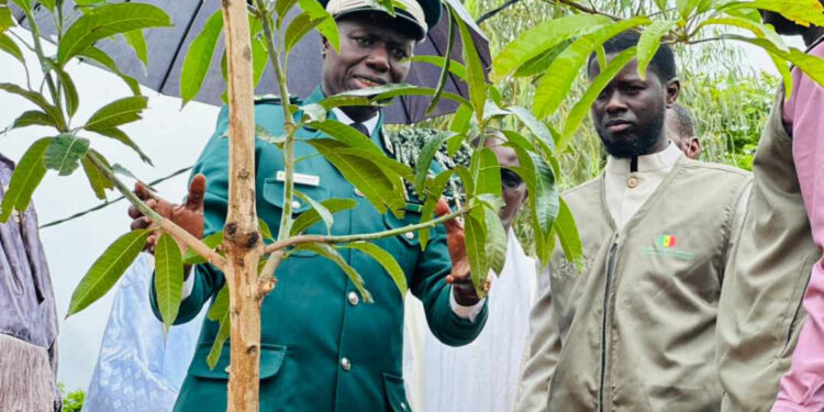 Planter des arbres : Un acte de citoyenneté dixit le chef de l’Etat 
